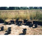 1998-07-22-Weitsche20A.jpg
